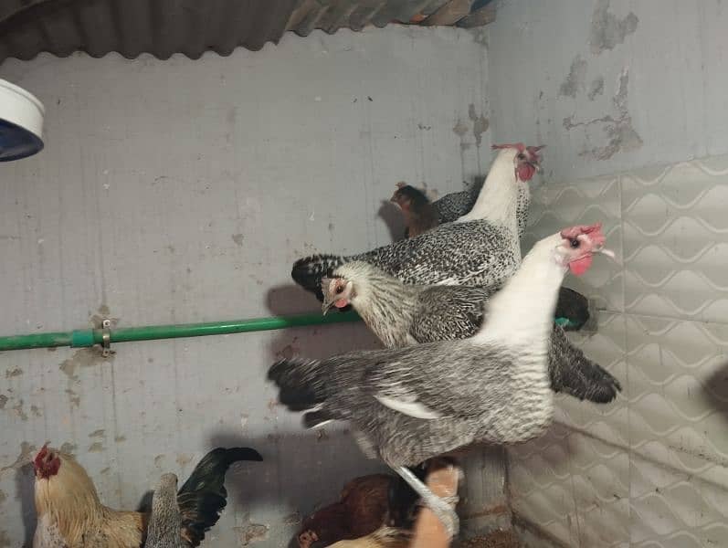 Pure Misri (Egyptian Feyumi) egg laying hen 2