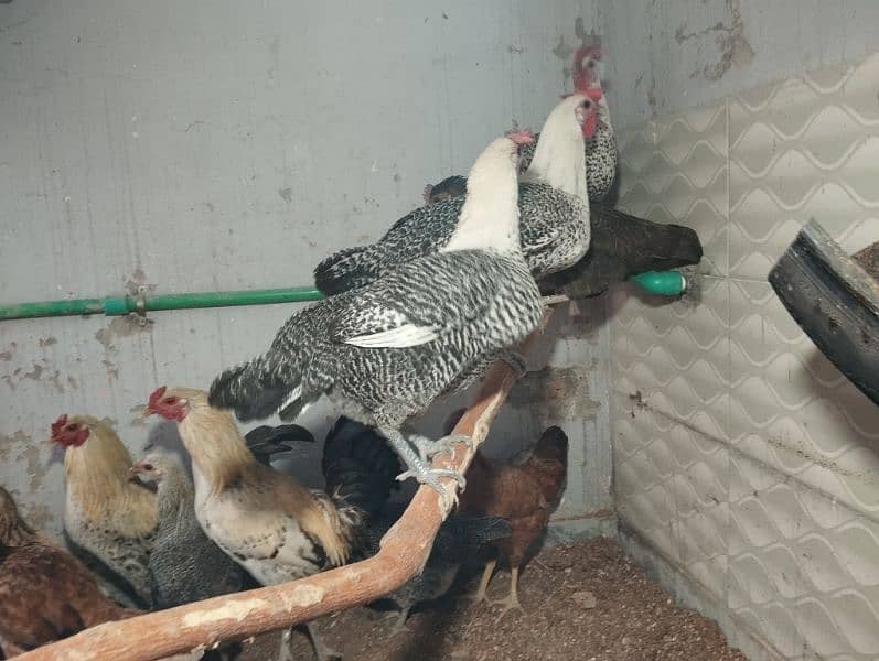 Pure Misri (Egyptian Feyumi) egg laying hen 3