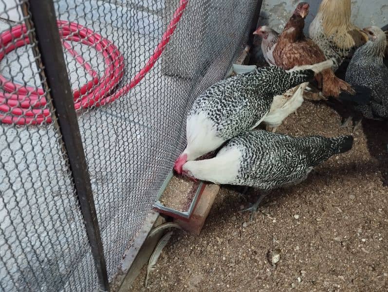 Pure Misri (Egyptian Feyumi) egg laying hen 4