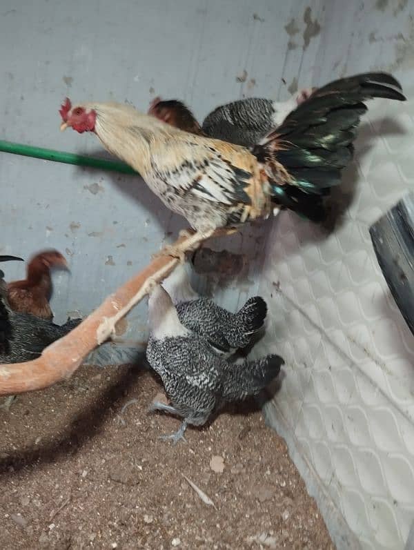 Pure Misri (Egyptian Feyumi) egg laying hen 5