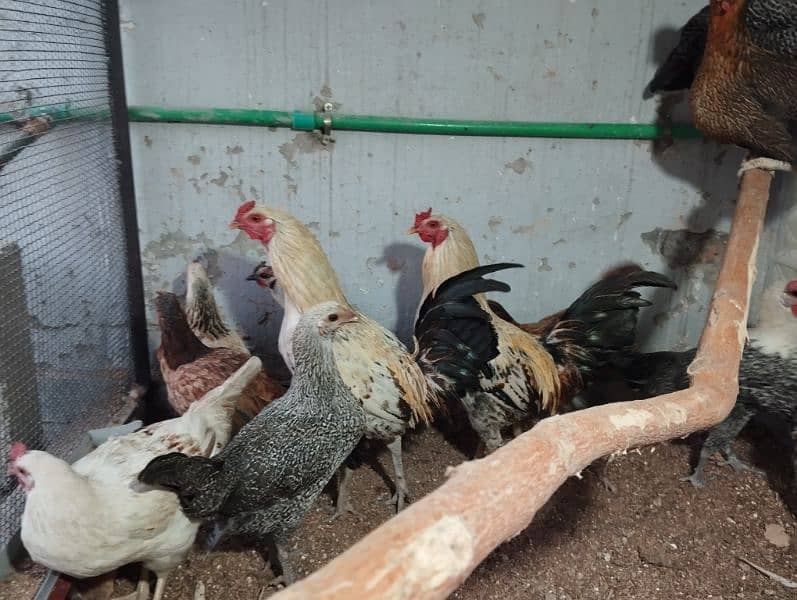 Pure Misri (Egyptian Feyumi) egg laying hen 6