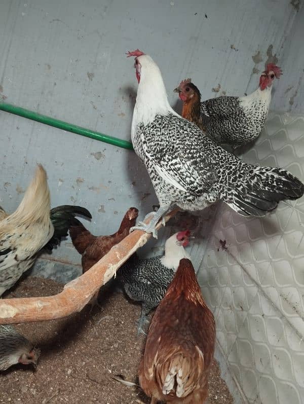 Pure Misri (Egyptian Feyumi) egg laying hen 7