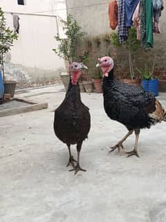 turkey birds pair