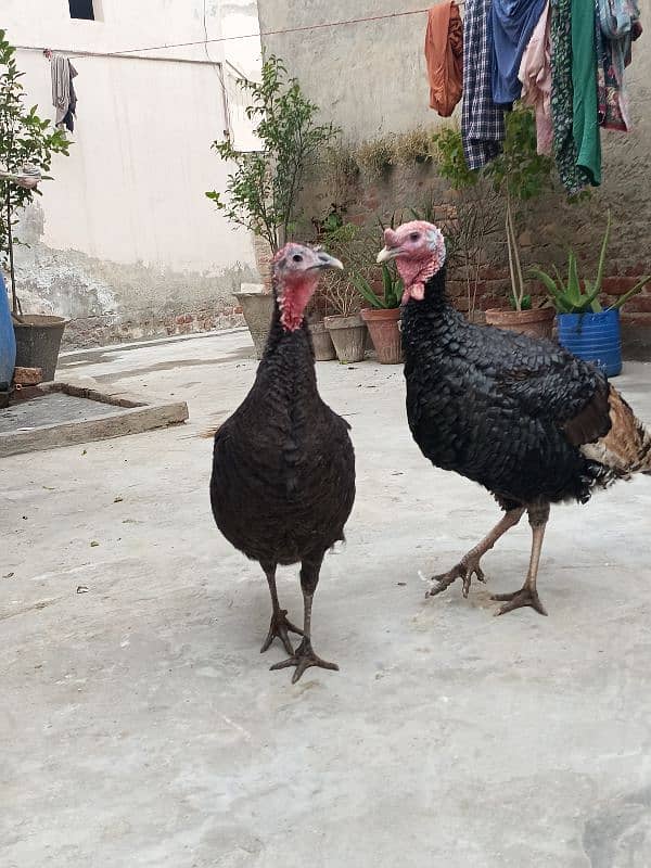 turkey birds pair 0