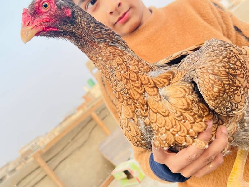 AMROHA SINDI  SHAMO ALL A+ QUALITY ASEEL BIRDS 8