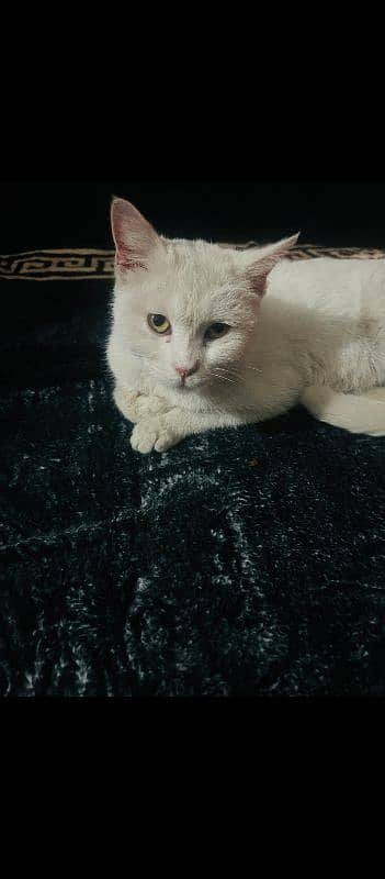 persian cat single coat 0