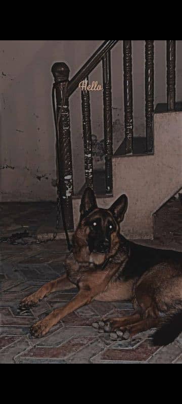 German shepherd dog 2