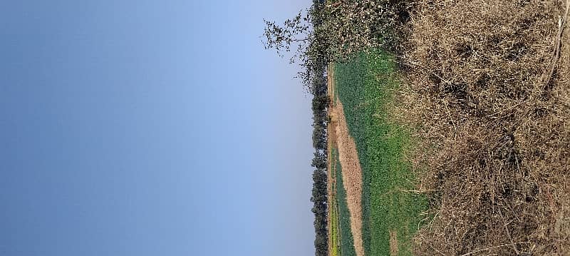 400 Kanal Agricultural Land For Sale In Balksar 3