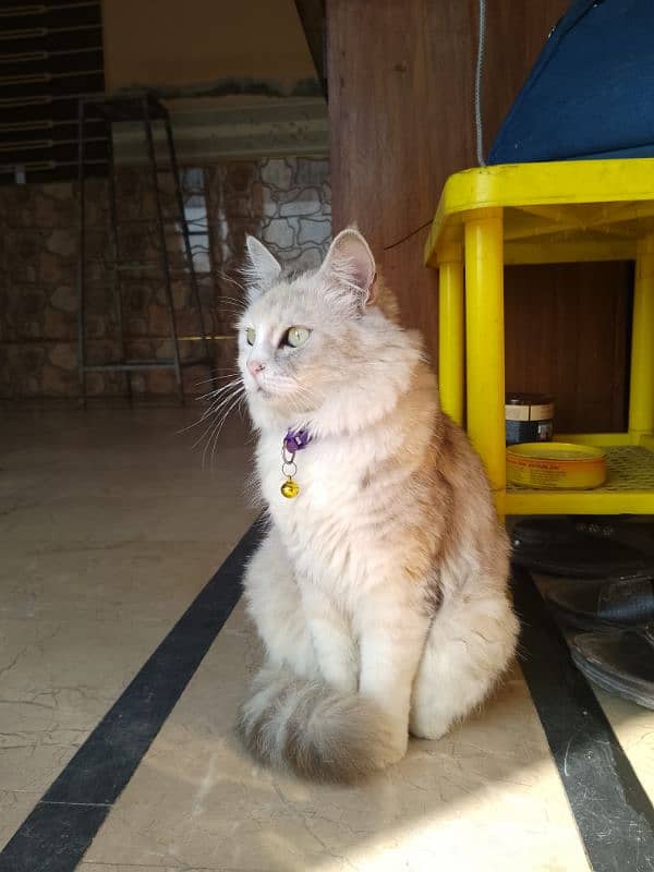 cat for adoption in narowal. . . 5