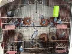 Australian Parrots Pair and Cage All setup