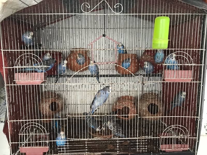 Australian Parrots Pair and Cage All setup 0