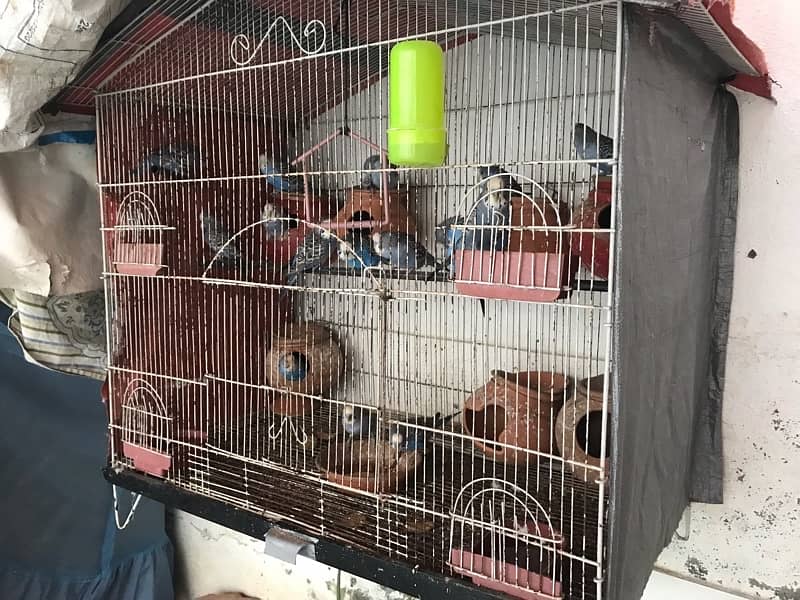 Australian Parrots Pair and Cage All setup 1