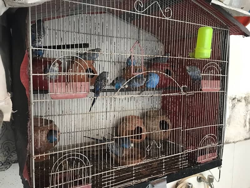 Australian Parrots Pair and Cage All setup 2