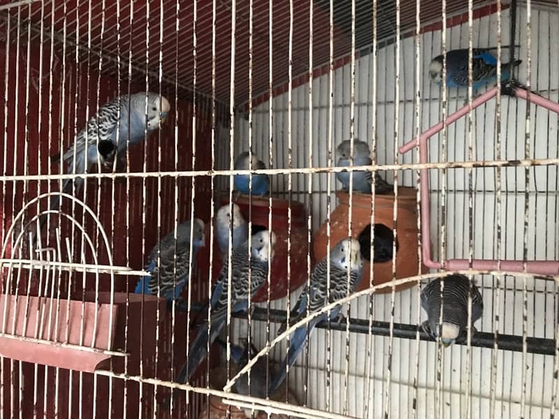 Australian Parrots Pair and Cage All setup 3