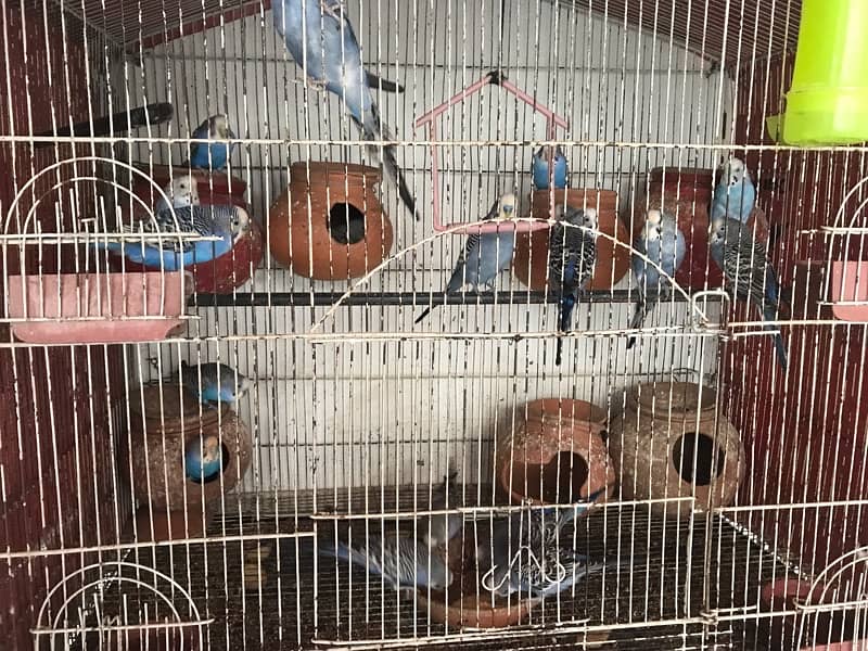 Australian Parrots Pair and Cage All setup 5