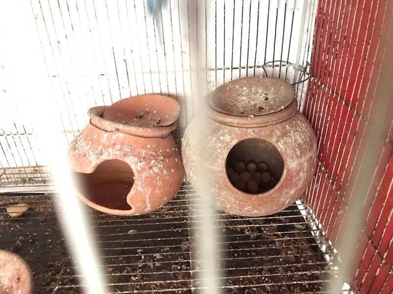 Australian Parrots Pair and Cage All setup 6