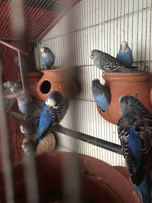 Australian Parrots Pair and Cage All setup 7