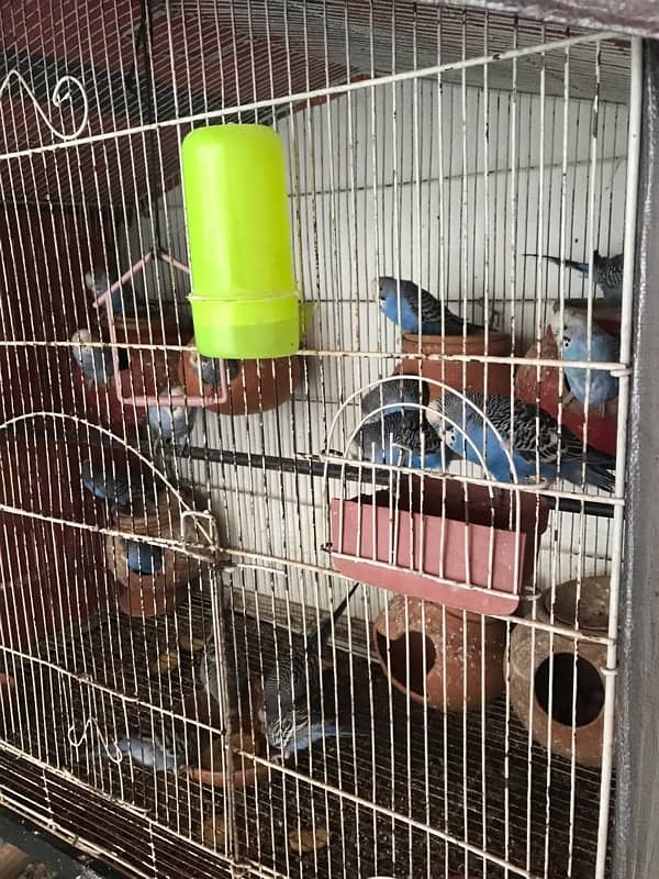 Australian Parrots Pair and Cage All setup 8