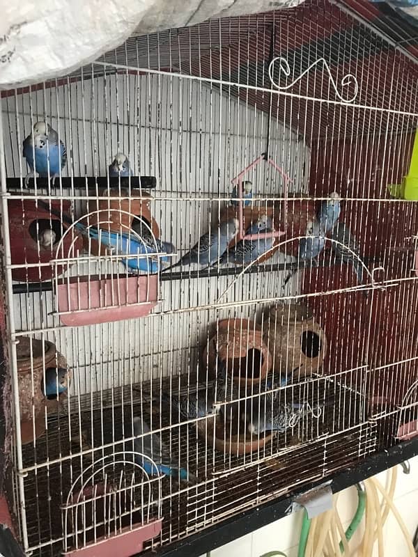 Australian Parrots Pair and Cage All setup 9