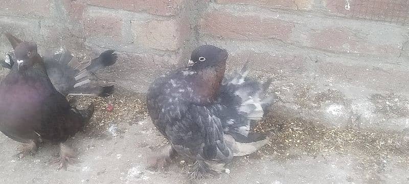 king male chicks mukhia 3