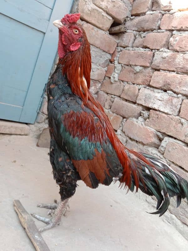 Pure Mianwali Murga For Sale 4