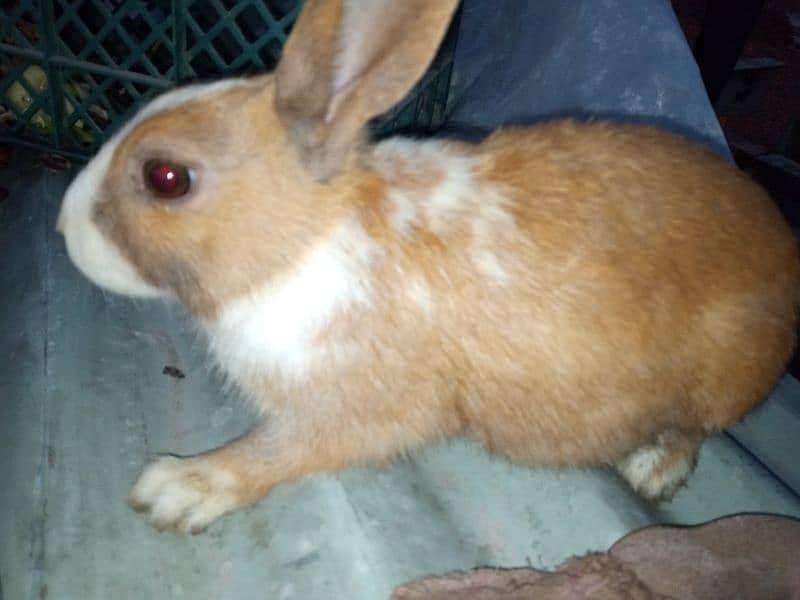 Male Rabbit 1