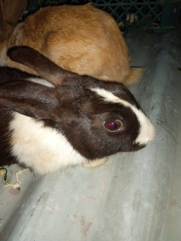 Male Rabbit 2