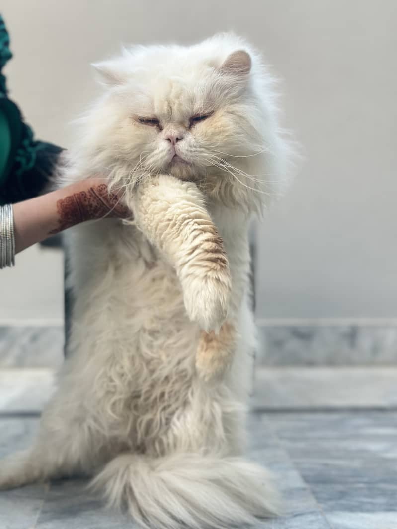 persian male cat 0