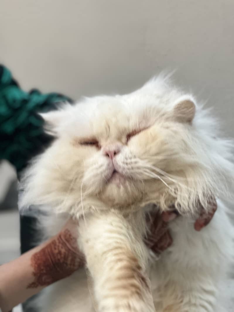 persian male cat 1