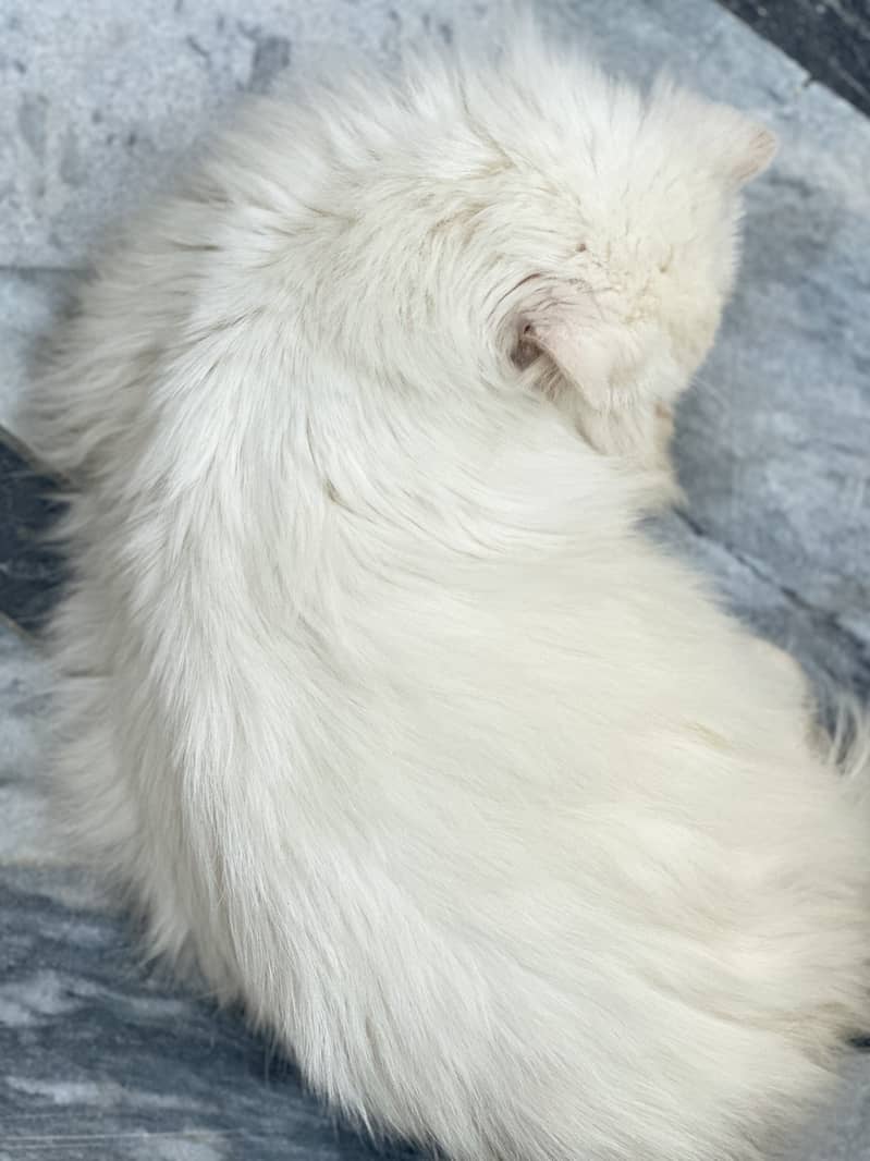 persian male cat 2