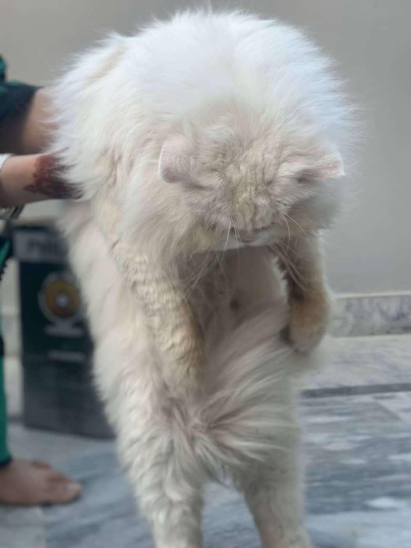 persian male cat 3