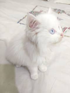 Persian kitten 2 month