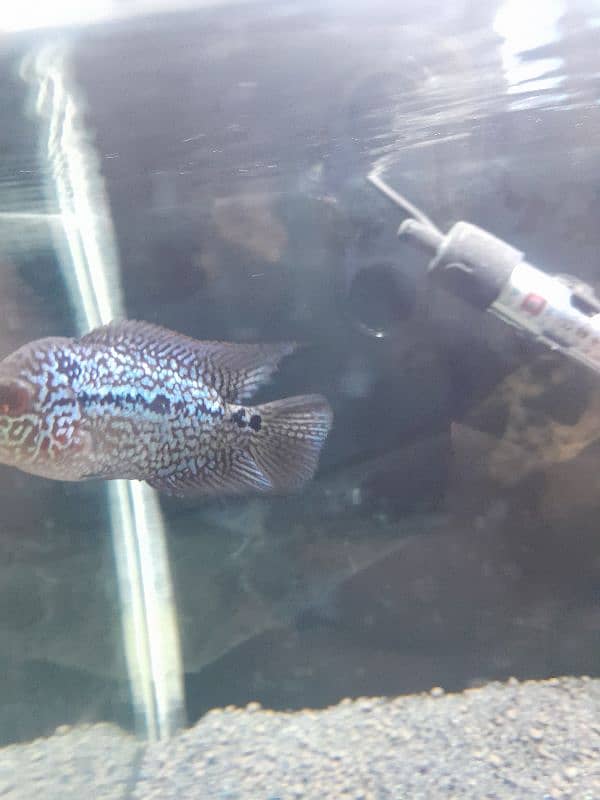 3 inch flowerhorn fish super active 1