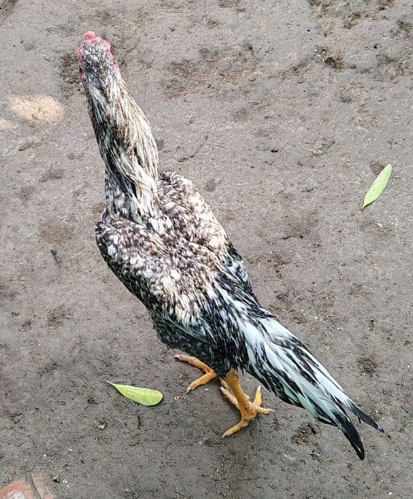 shamo male breeder for sale 6