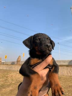 Doberman Female pups available for sale