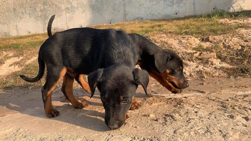 Doberman Female pups available for sale 1