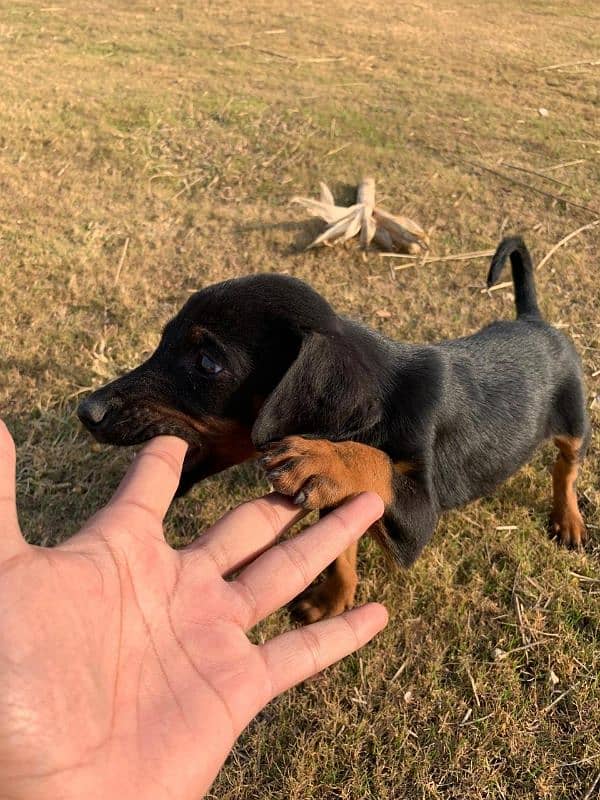 Doberman Female pups available for sale 3