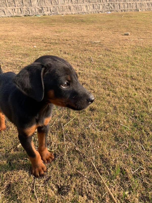 Doberman Female pups available for sale 4