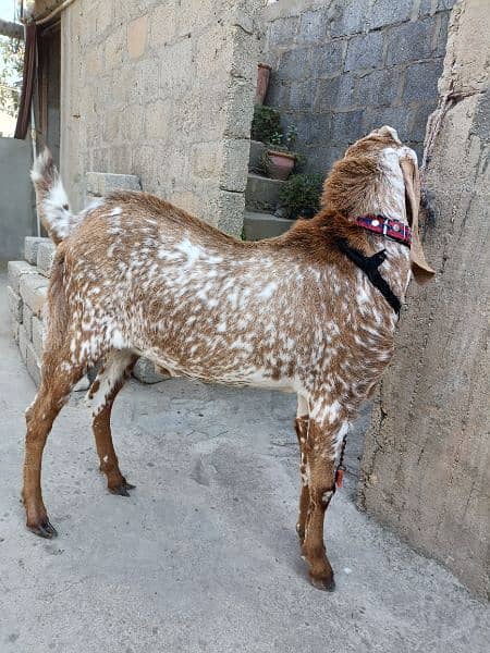 Makha China Top Quality Breeder 0