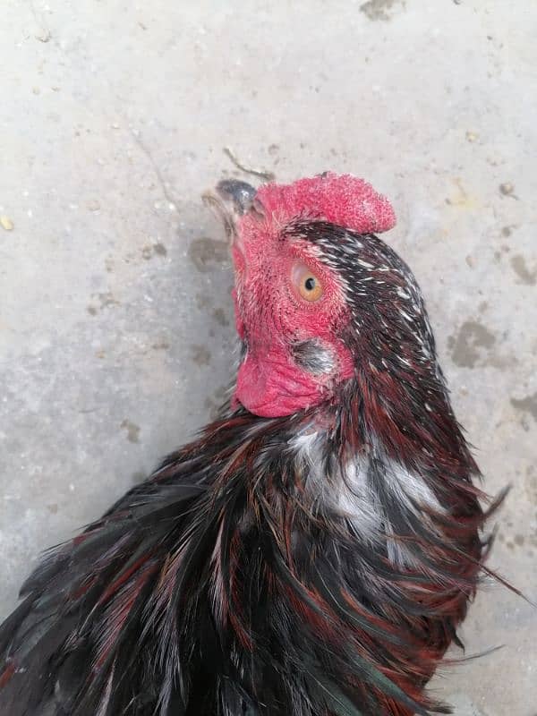 it's a beautiful hen. . . . . . . 3