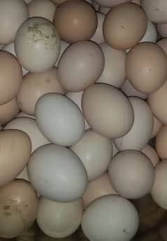 golden misree murgi eggs