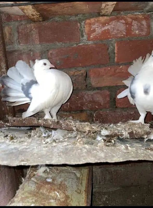 Lucky English fantail pigeon healthy breeder pair Whatsapp0326-4013446 0