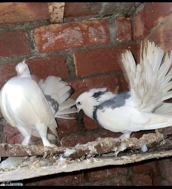 Lucky English fantail pigeon healthy breeder pair Whatsapp0326-4013446 1