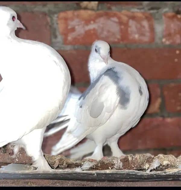 Lucky English fantail pigeon healthy breeder pair Whatsapp0326-4013446 2