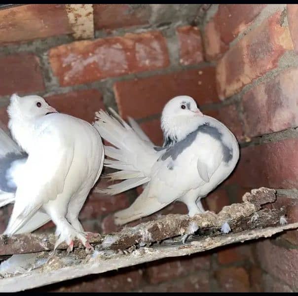 Lucky English fantail pigeon healthy breeder pair Whatsapp0326-4013446 3