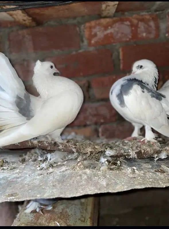 Lucky English fantail pigeon healthy breeder pair Whatsapp0326-4013446 4