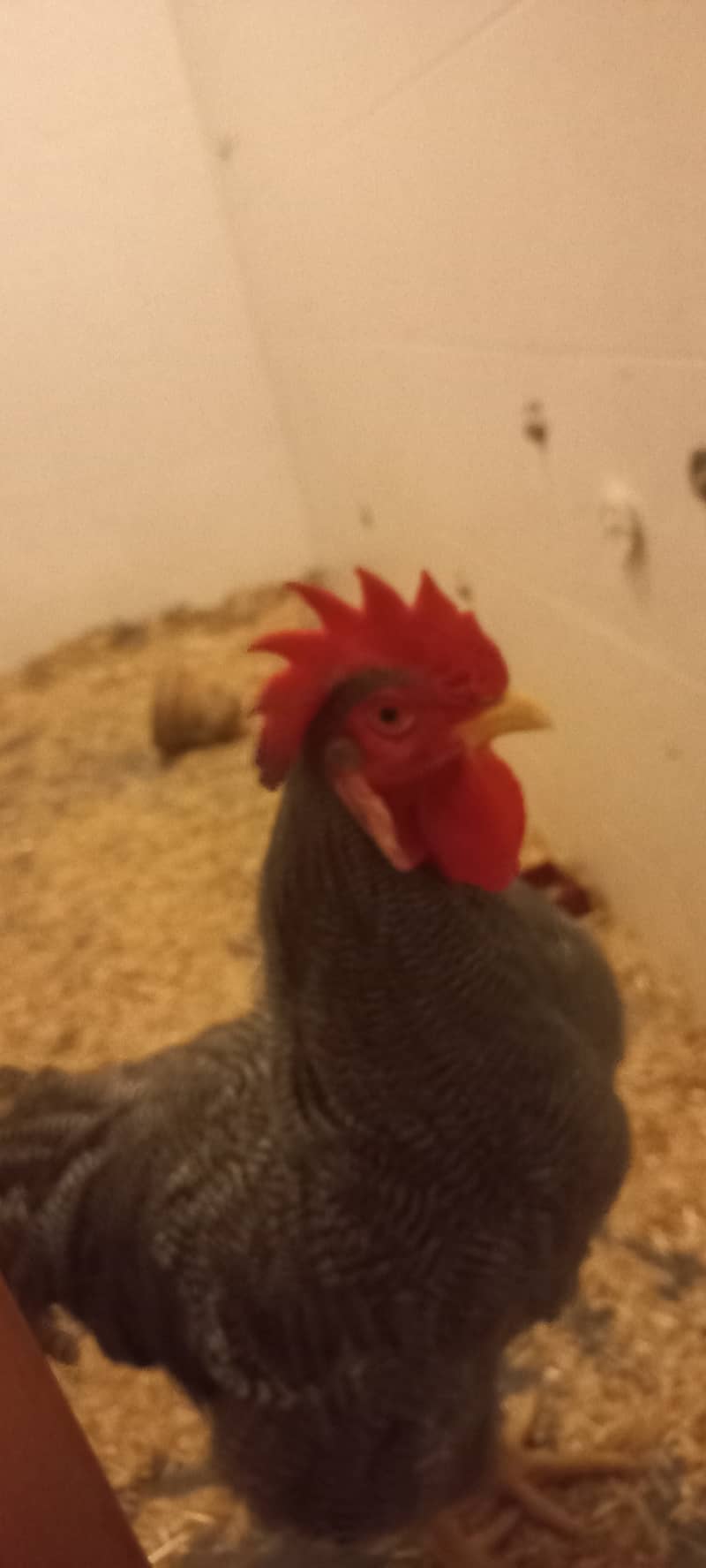 Plymouth Rock Rooster | Chicks 1