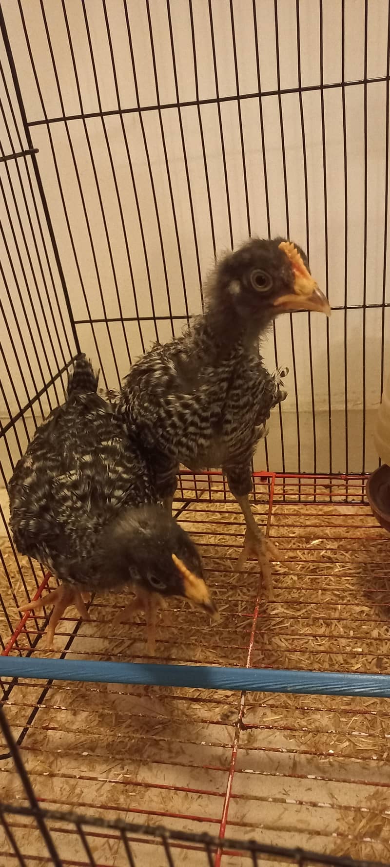 Plymouth Rock Rooster | Chicks 2