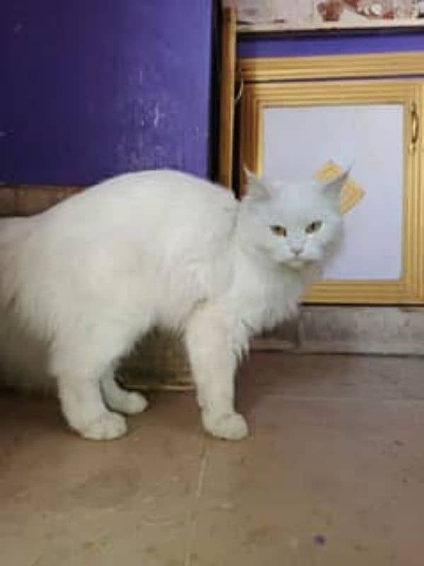 White Persian Male Cat with Silver Smoky eyes and long hairs 0