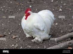 Breeder Bantam Male required